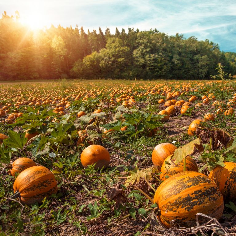 Kürbiskerntropfen Golisan